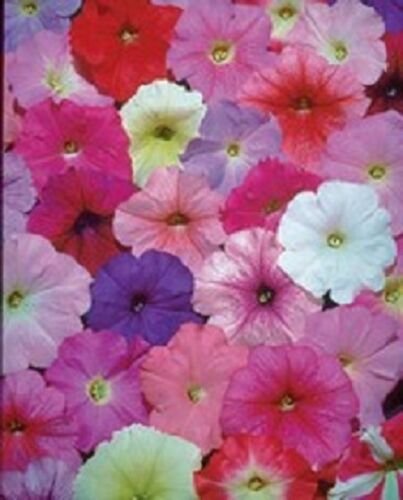 Petunia Celebrity Mix Potted Flower 50 Seeds
