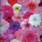 Petunia Celebrity Mix Potted Flower 50 Seeds