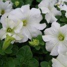Petunia Pelleted Dreams White Potted Flower 50 Seeds