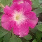 Petunia Celebrity pink Morn Potted Flower 50 Seeds