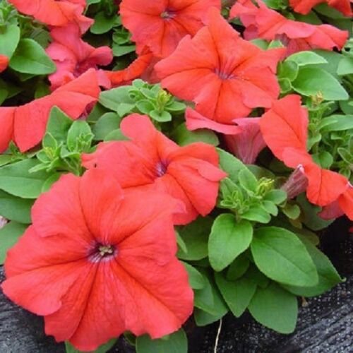 Petunia Ultra Red Potted Flower 50 Seeds