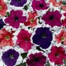 Petunia Pelleted frost mix Potted Flower 50 Seeds