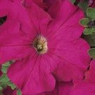 Petunia Dreams Neon Rose Potted Flower 50 Seeds