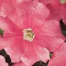 Petunia Dreams Salmon Potted Flower 50 Seeds