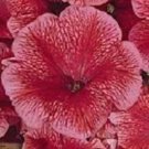 Petunia Celebrity Strawberry Ice Potted Flower 50 Seeds