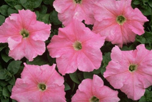 Petunia Supercascade Blush Potted Flower 50 Seeds