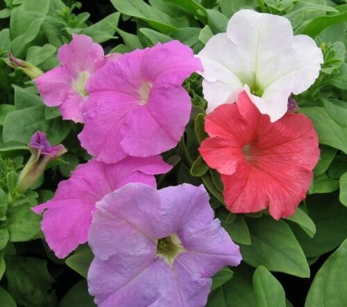 Petunia Stormy Weather Mix Potted Flower 50 Seeds