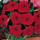 Petunia Celebrity Red Potted Flower 50 Seeds