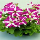 Petunia Candypops Blue Potted Flower 50 Seeds