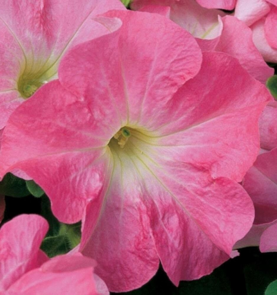 Petunia Candypops Strawberry Vanilla Potted Flower 50 Seeds