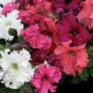 Petunia Frillytunia Mix Potted Flower 50 Seeds