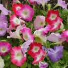 Petunia Fresh garden Candypops Concord Spring Mix Flower 50 Seeds