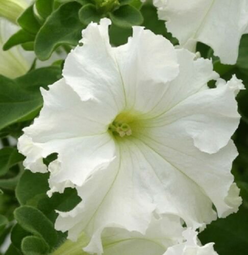 Petunia Fresh garden Frillytunia White Flower 50 Seeds