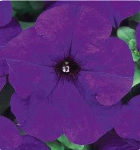 Petunia Fresh garden Dreams Midnight Flower 50 Seeds