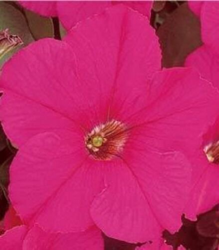 Petunia Fresh garden Supercascade Rose Flower 50 Seeds