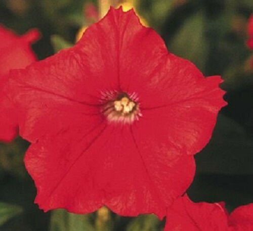 Petunia Fresh garden Aladdin Orange Flower 50 Seeds