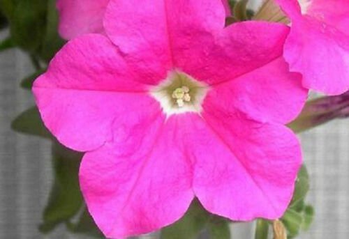 Petunia Fresh garden Ultra Pink Flower 50 Seeds