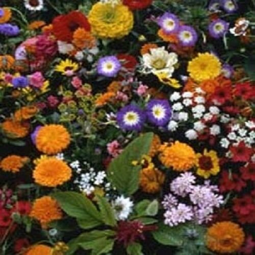 500 Wildflowers Seeds Japanese Mix Wild Flowers