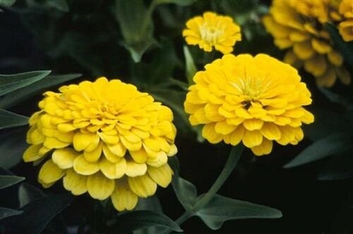 50 Zinnia Seeds Dreamland Yellow Garden Fresh Flower