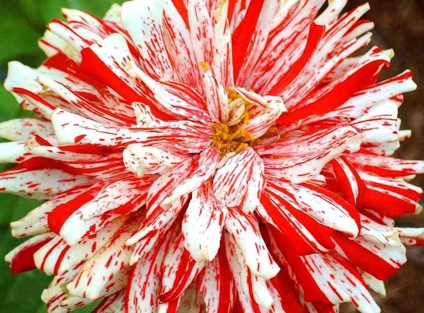 50 Zinnia Seeds Higro Candy Garden Fresh Flower