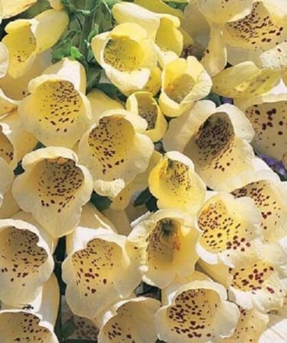 50 Yellow Foxglove Seeds Perennial Flowers Spring Bloom