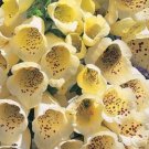 50 Yellow Foxglove Seeds Perennial Flowers Spring Bloom