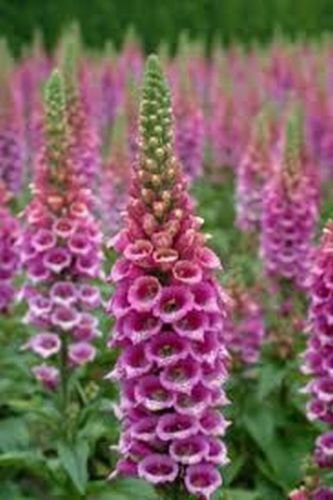 Fresh Foxglove Perennial Flowers Spring Bloom Digitalis Purple 500 Seeds