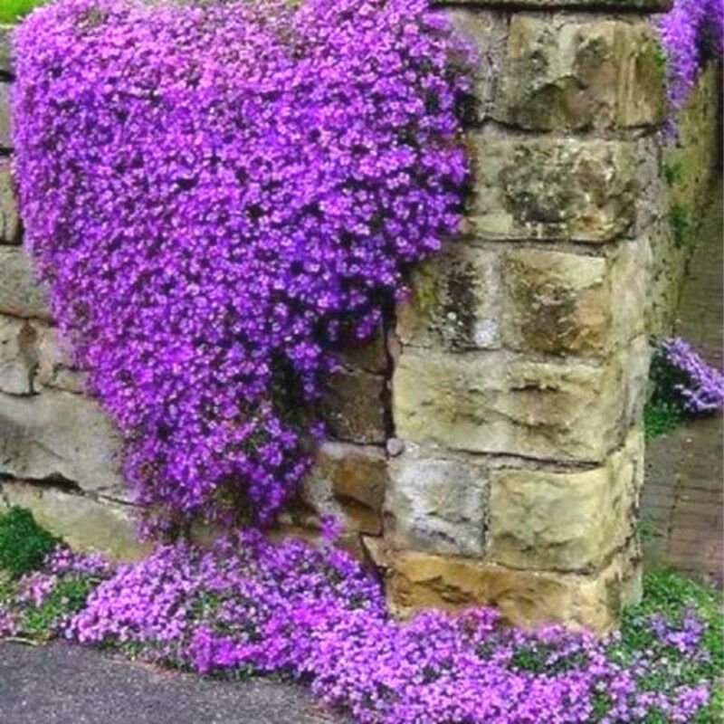 Purple Rock Aubrieta Cascade Rock Cress Resistant Perennial Flower 50 ...