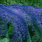 Purple Rock Aubrieta Cascade blue rock Resistant Perennial Flower 50 seeds per pack