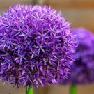 Specil 1 bulbs Allium Gladiator 11/+ cm, Lovely blooms Limited Edition
