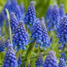Blue Grape Hyacinth/Muscari 5 Bulbs, Lovely blooms Limited Edition