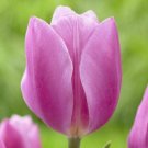 5 bulbs Special Early glory Tulip True colors 11/+ cm, Lovely blooms