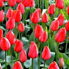 5 bulbs Special Red Impression Tulip True colors 11/+ cm, Lovely blooms