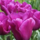 5 bulbs Special Passionale Tulip True colors 11/+ cm, Lovely blooms