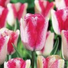 5 bulbs Special Mata Harti Tulip True colors 11/+ cm, Lovely blooms
