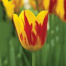 5 bulbs Special Washington Tulip True colors 11/+ cm, Lovely blooms