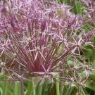 Deer resistant Allium Christophii 4 bulbs, Lovely blooms Limited Edition