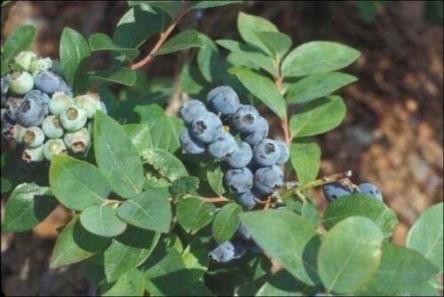 High Germanium 25 seeds Florida Blueberry Fresh From Garden
