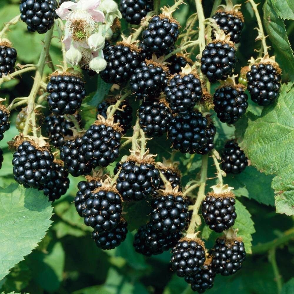 Sweet Fruit Blackberry 100 seeds High Germation Fresh From My Garden