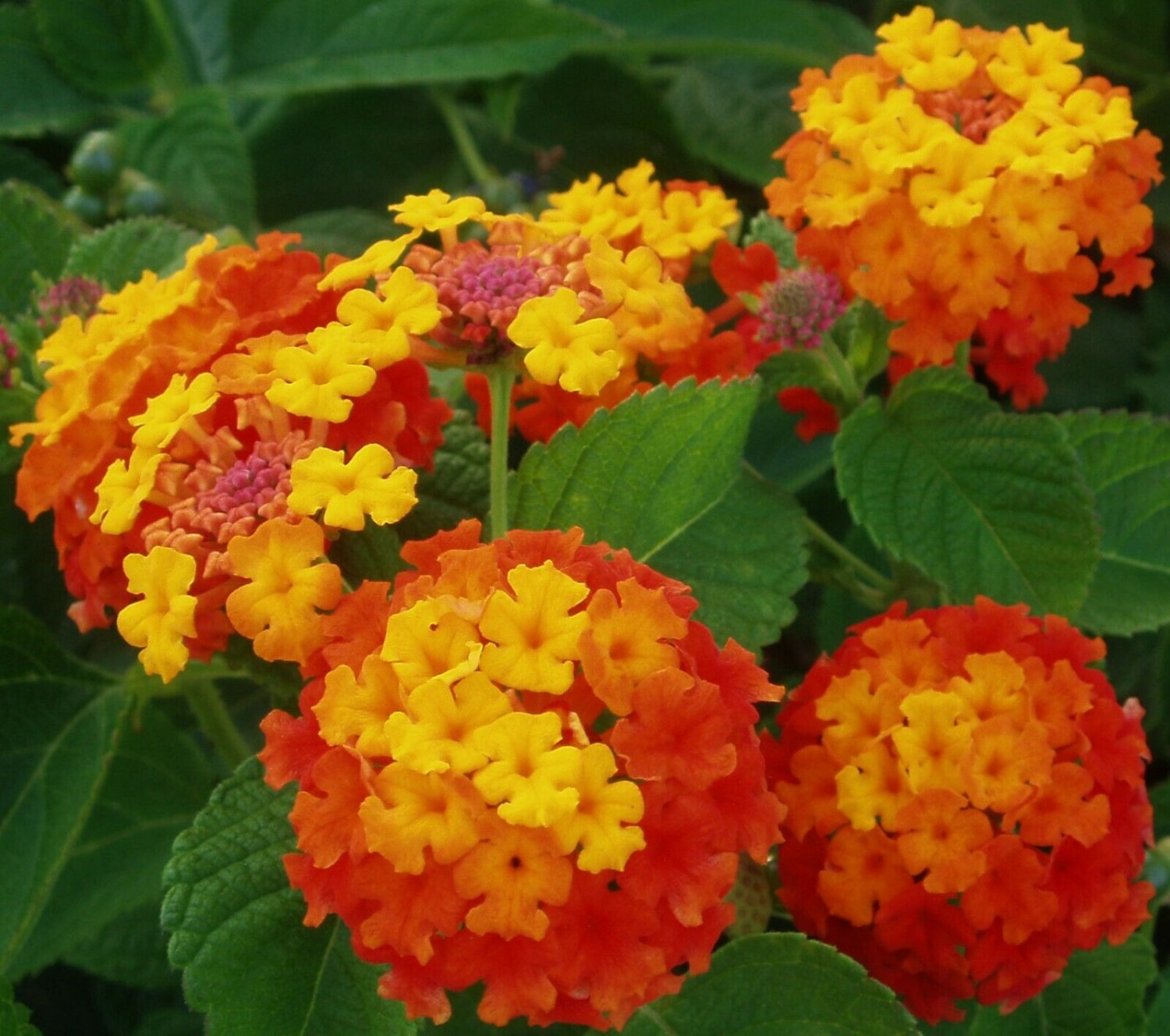 Комнатный цветок цветет желтым. Лантана (Lantana). Лантана Вариегата.