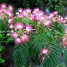 30 seeds per pack Mimosa tree Fresh From Garden