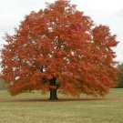 Red Maple tree 20 seeds ornamental Fresh From Garden
