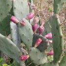 EXOTIC Prickly Pear Cactus  6 seeds Fresh From Garden