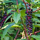 High Germation Promotion Pokeweed 200 seeds Fresh From Garden