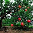 Delicius Pomegranate 20 seeds Fresh From Garden