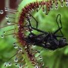 30 seeds Cape Sundew (Drosera capensis) eliminate insect in the garden
