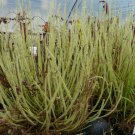 20 Threadleaf Sundew (Drosera filiformis) eliminate insect in the garden