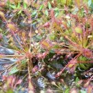 20 Water Sundew (Drosera intermedia) eliminate insect in the garden