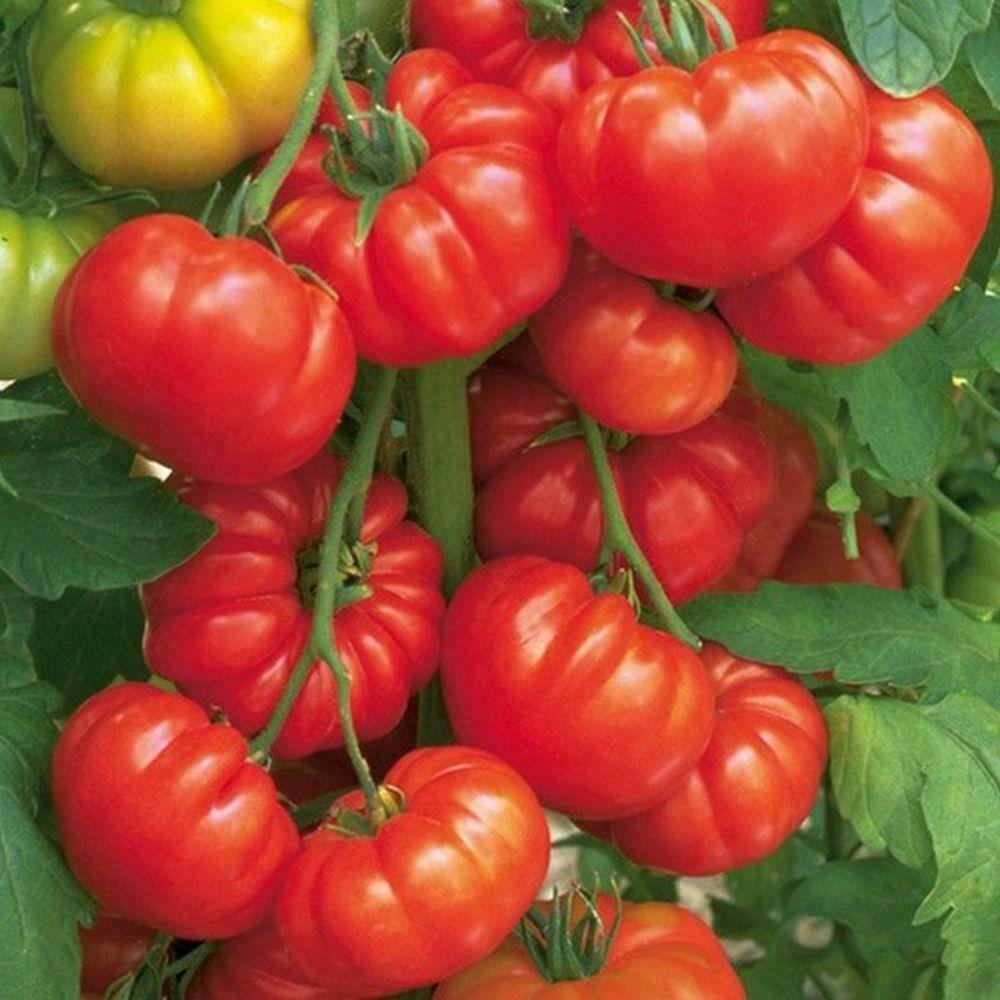 TOMATO BEEFSTEAK 15+ seeds HUGE FRUIT heirloom