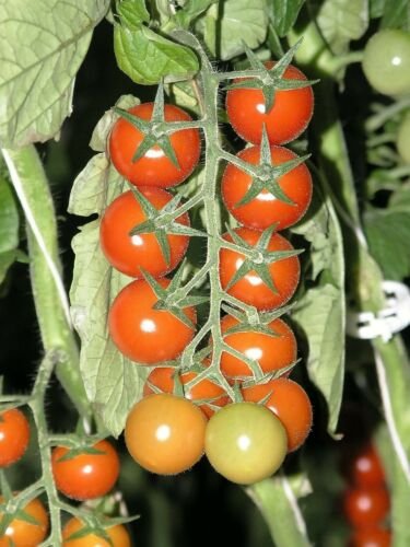 RED CHERRY TOMATO Sweetie 15 Seeds SWEETEST JUICE